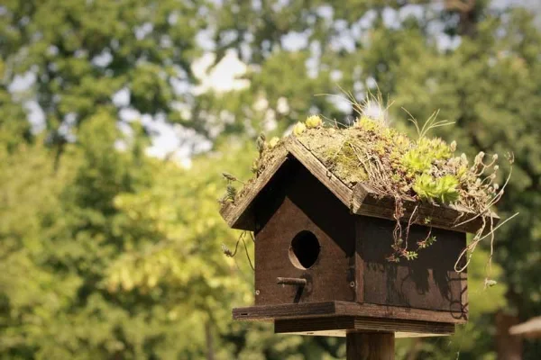7. Casa para pájaros