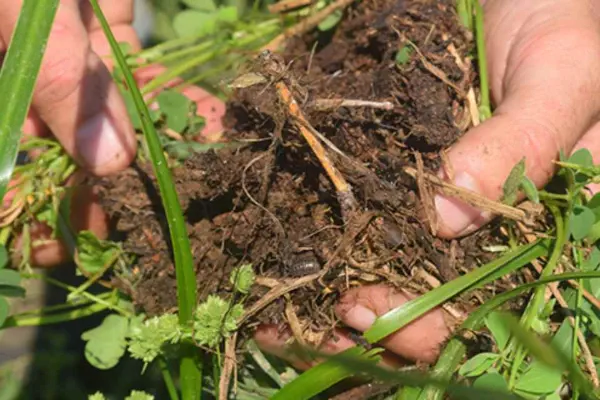 ¿Qué es la agricultura regenerativa?