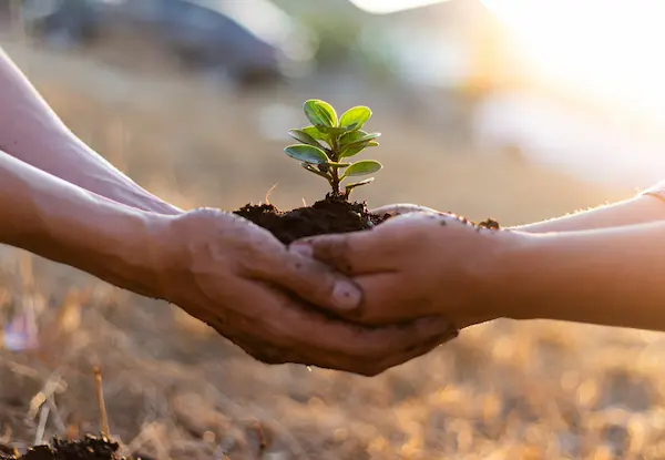 ¿Qué es la agricultura sostenible?: beneficios y ejemplos