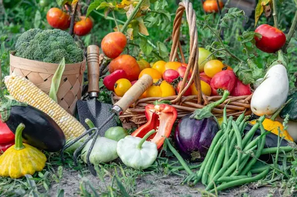 Beneficios de consumir alimentos sostenibles