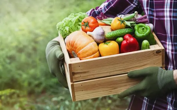 Descubre los 20 alimentos sostenibles que marcarán la diferencia en tu dieta