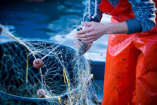 Pescados de pesca responsable