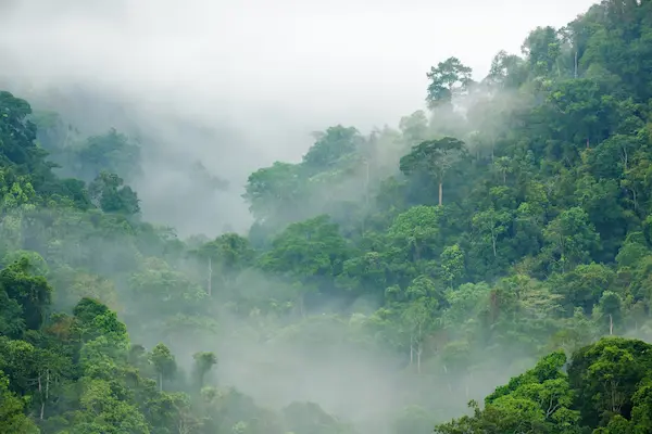 Bosques