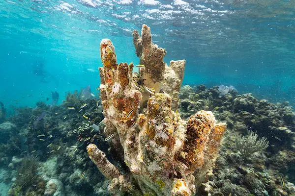 Corales