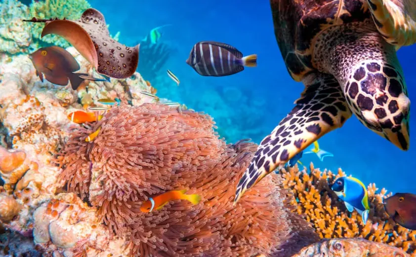 recursos naturales y la biodiverisdad marina