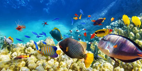 Amenazas que enfrentan los tipos de ecosistemas